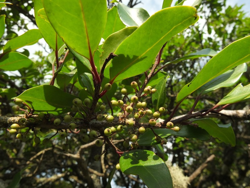 Ilex wightiana photo 2