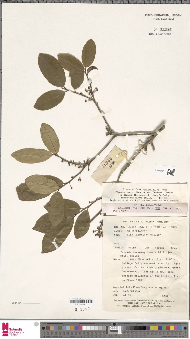 Ilex wightiana photo 4