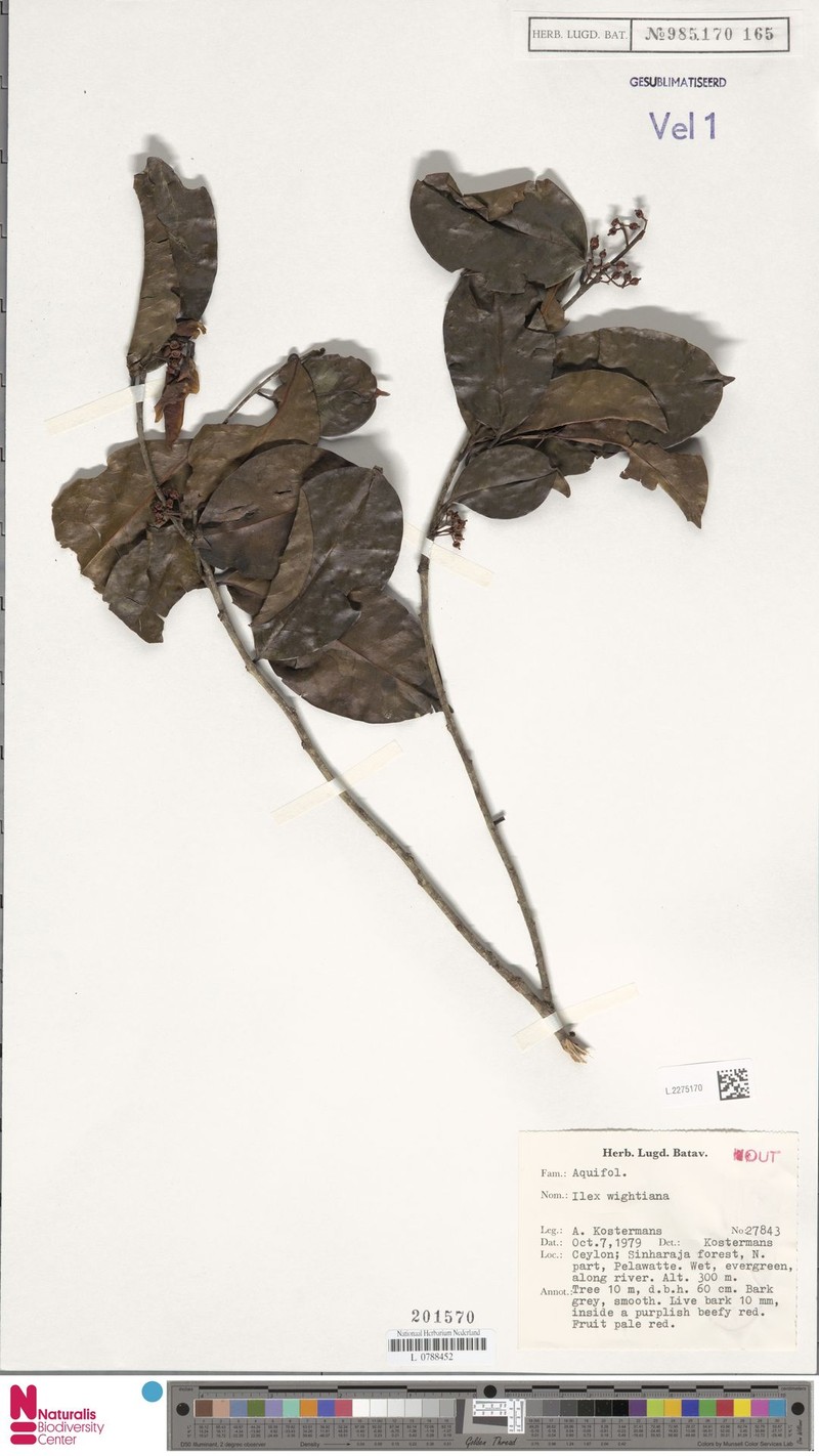 Ilex wightiana photo 5