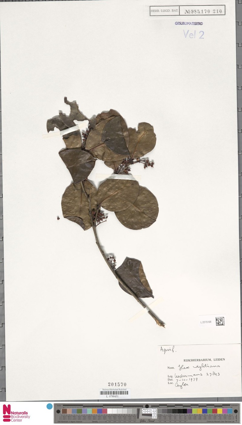 Ilex wightiana photo 6