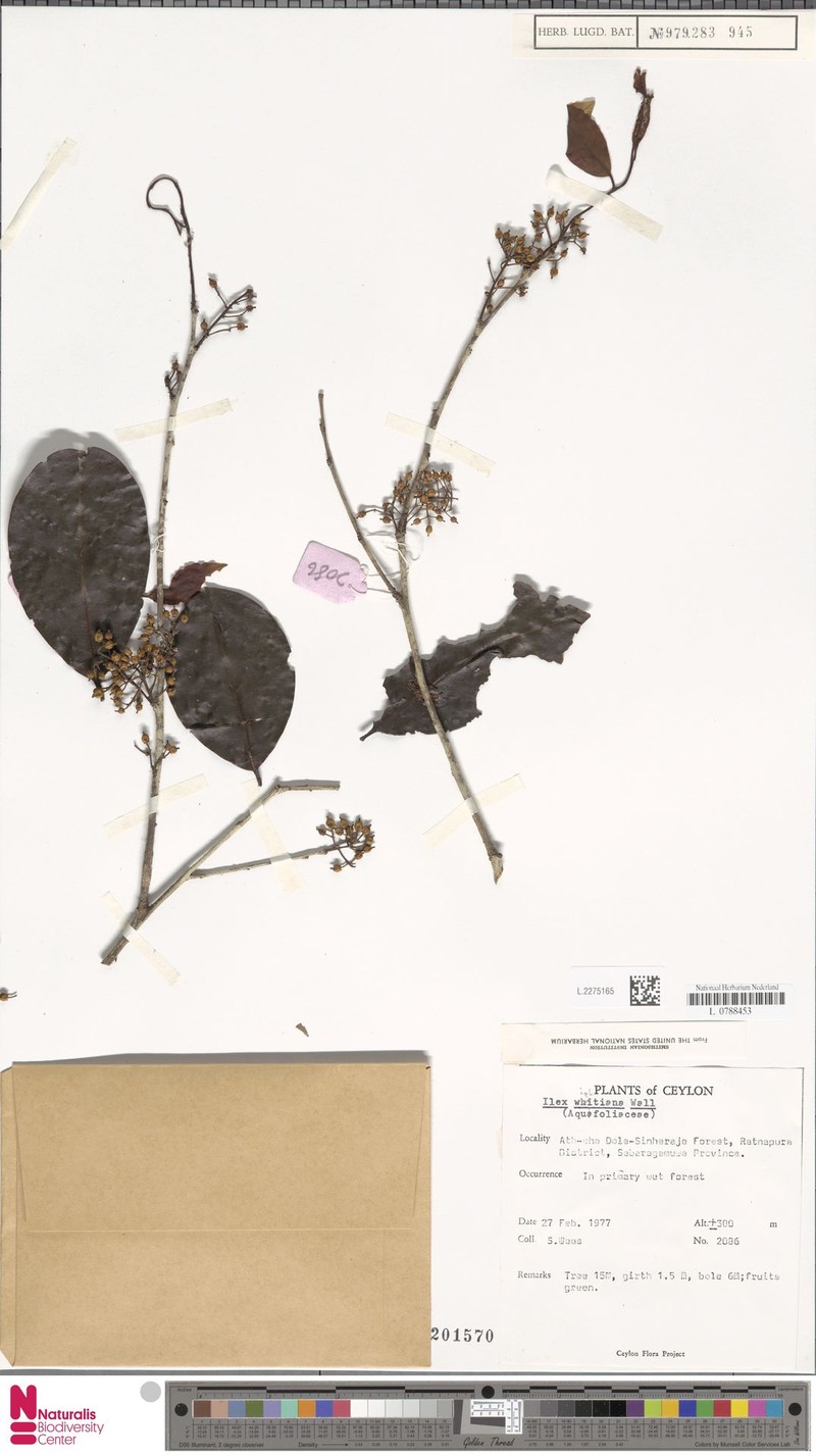 Ilex wightiana photo 7