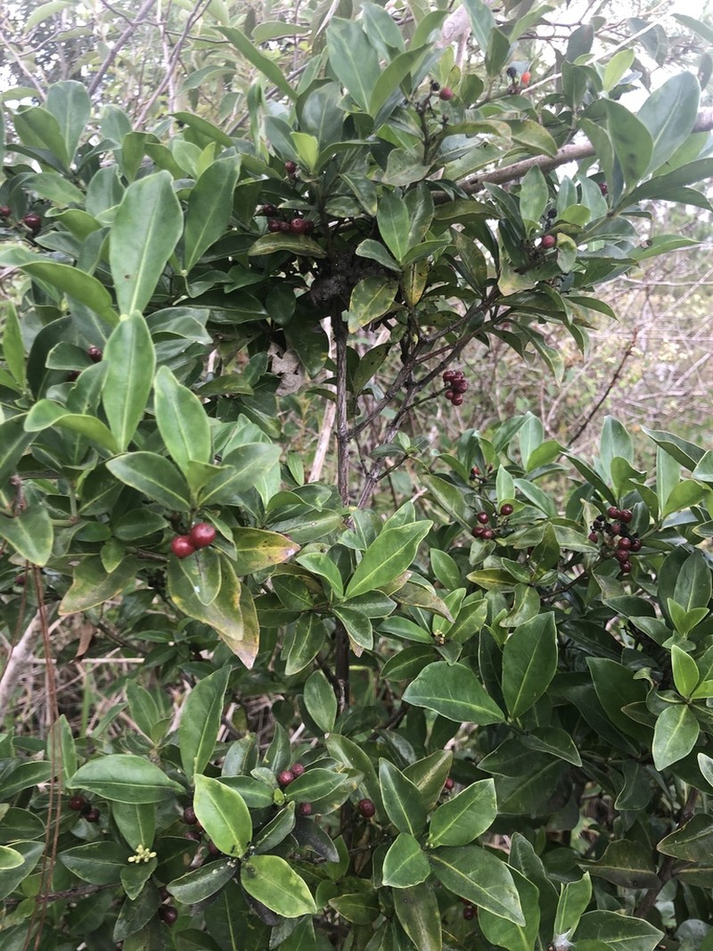 Ilex williamsii