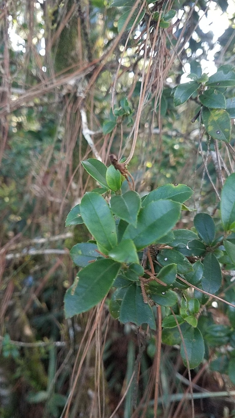 Ilex williamsii photo 2