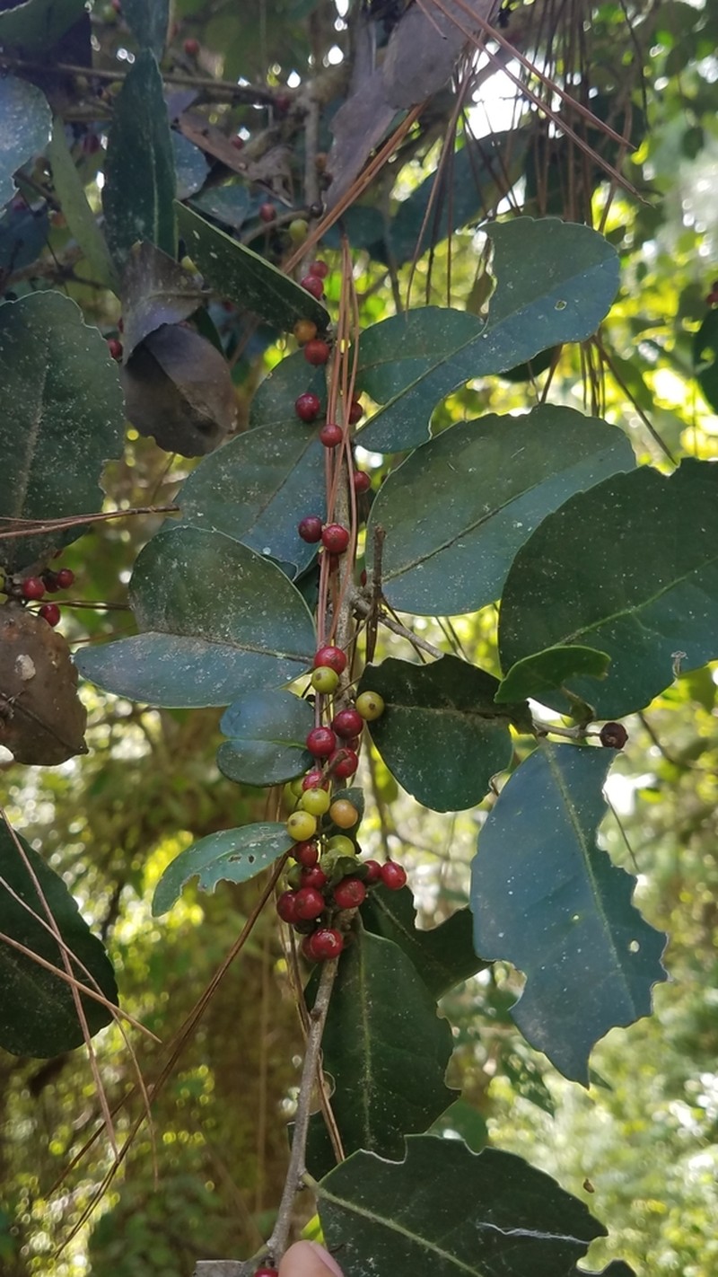 Ilex williamsii photo 3