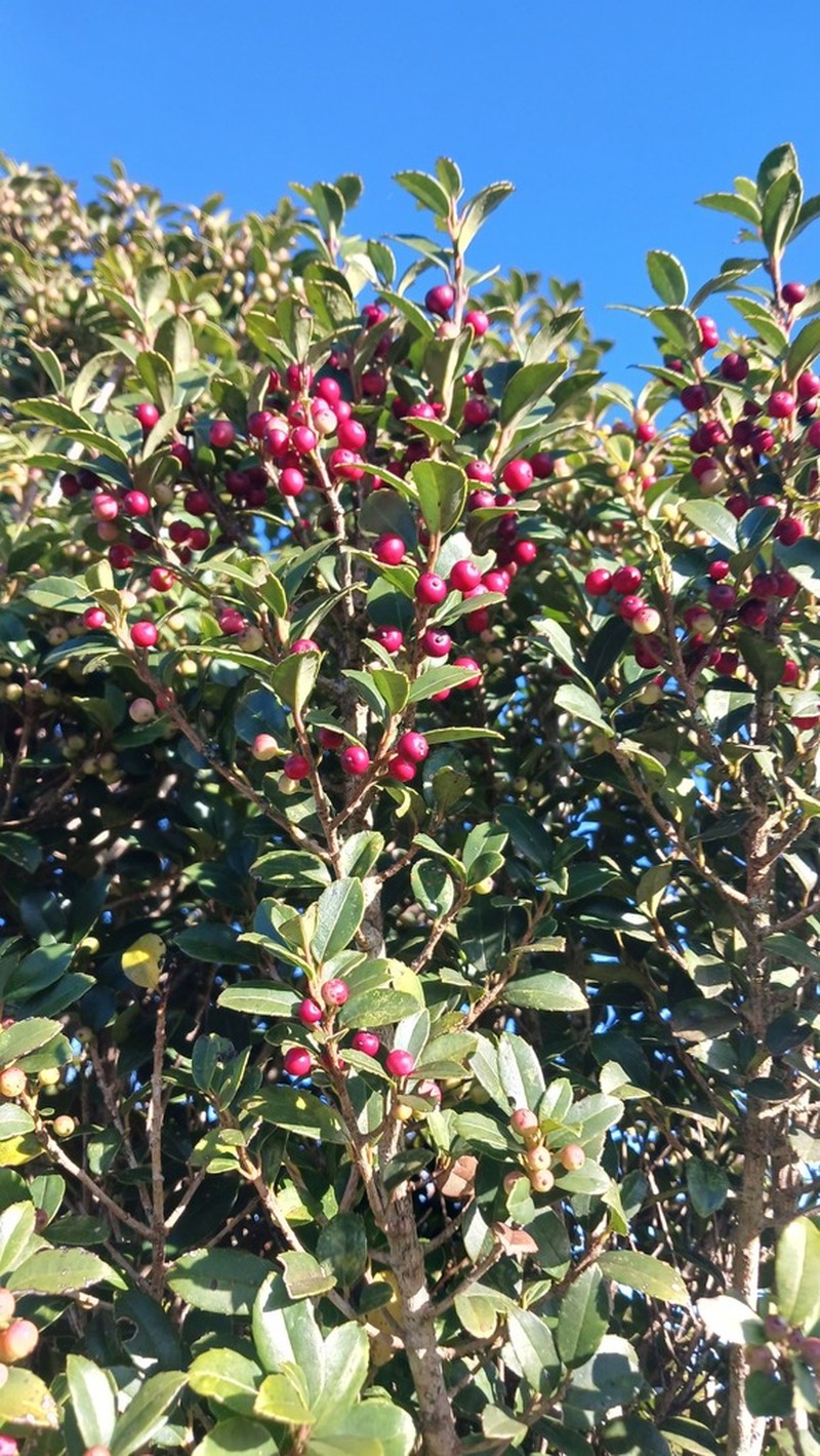 Ilex williamsii photo 4