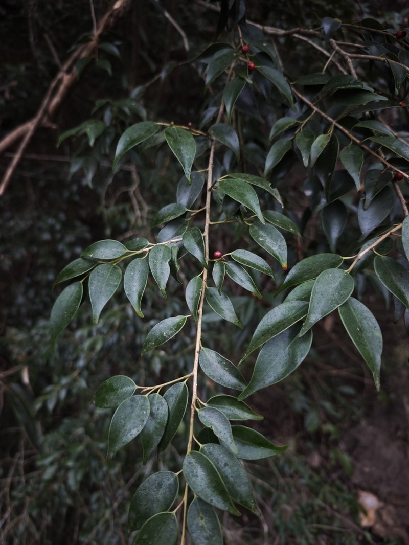 Ilex wilsonii