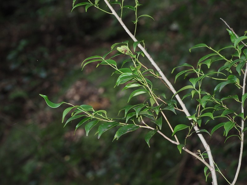 Ilex wilsonii photo 2