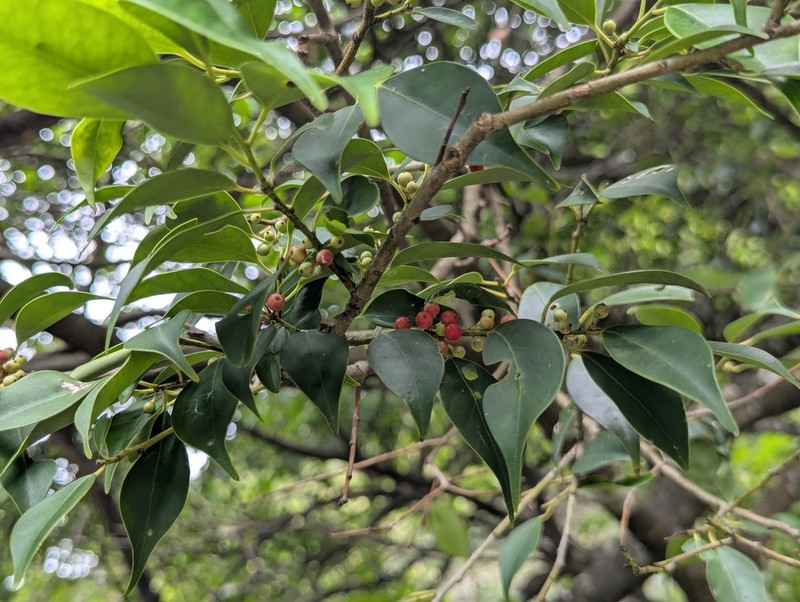 Ilex wilsonii photo 3
