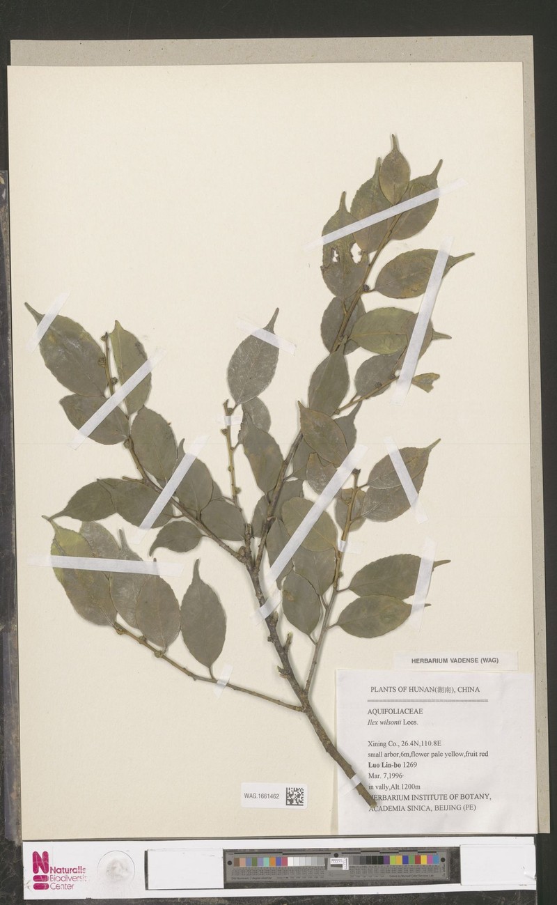 Ilex wilsonii photo 4
