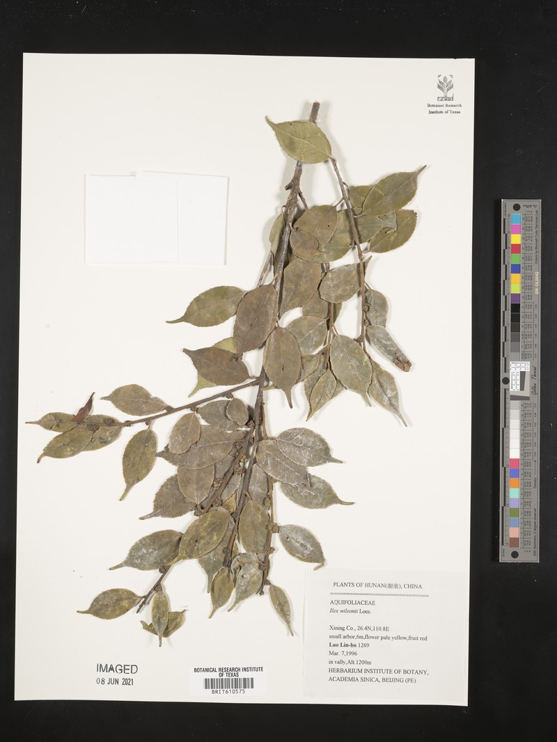 Ilex wilsonii photo 5