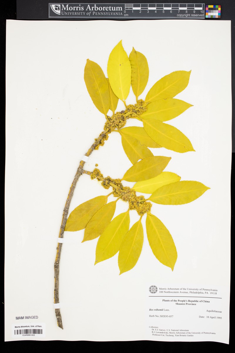 Ilex wilsonii photo 6
