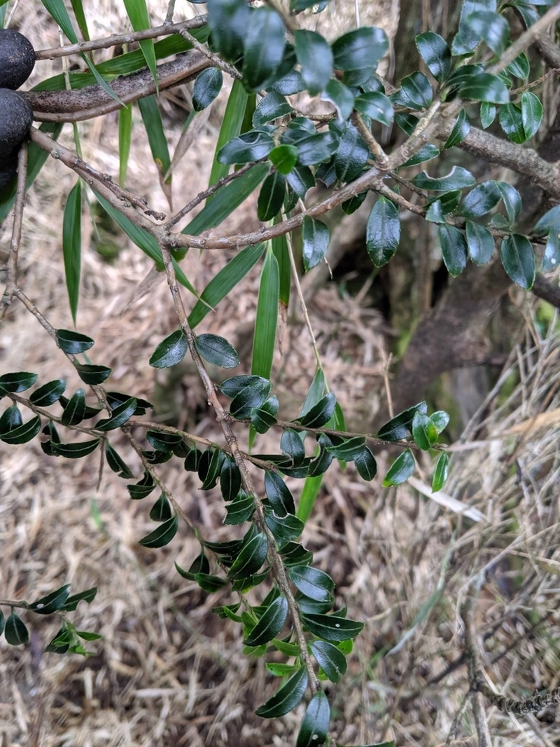 Ilex yunnanensis