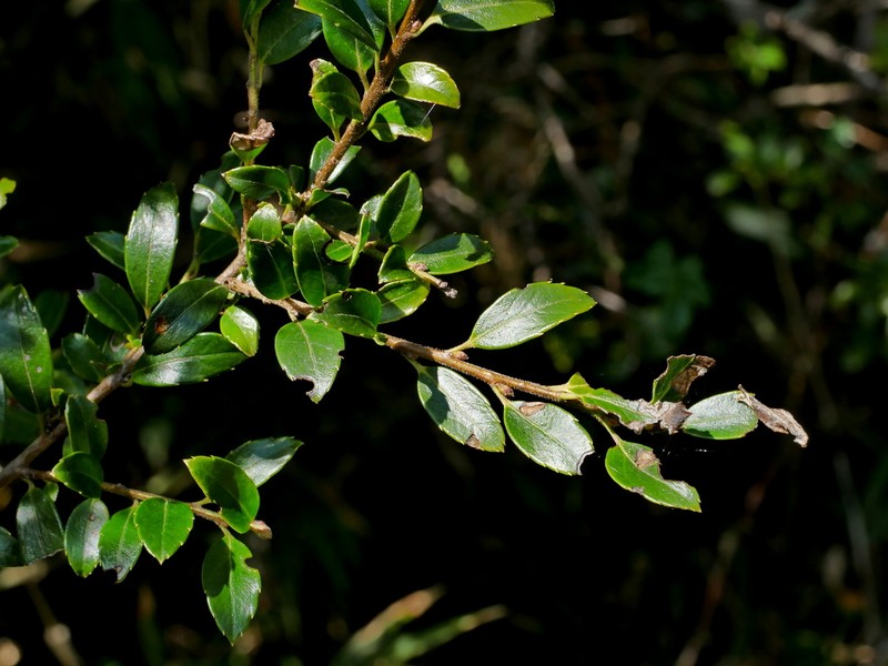 Ilex yunnanensis photo 2