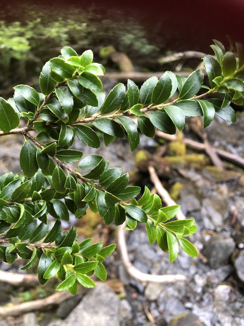 Ilex yunnanensis photo 3