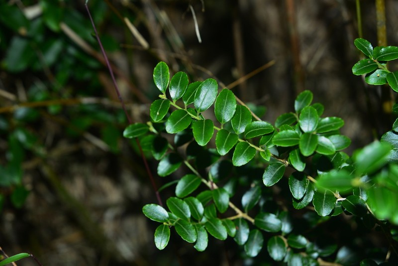 Ilex yunnanensis photo 4
