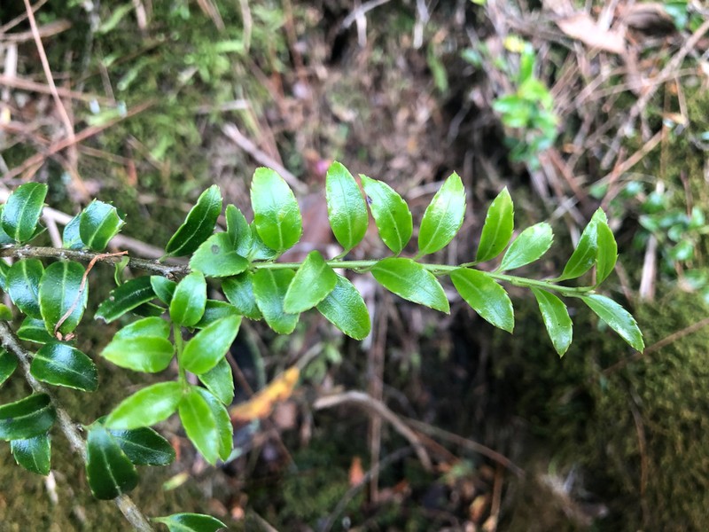Ilex yunnanensis photo 5