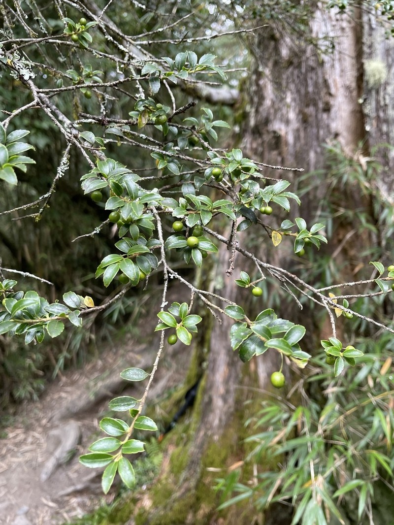 Ilex yunnanensis photo 6