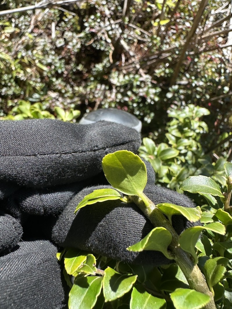 Ilex yunnanensis photo 7