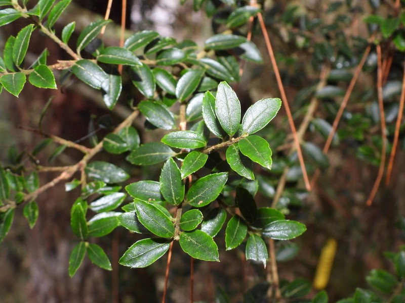 Ilex yunnanensis photo 8
