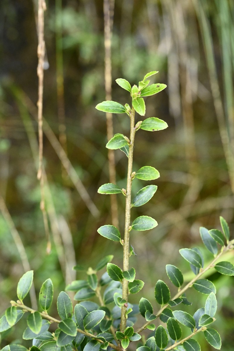 Ilex yunnanensis var. parvifolia