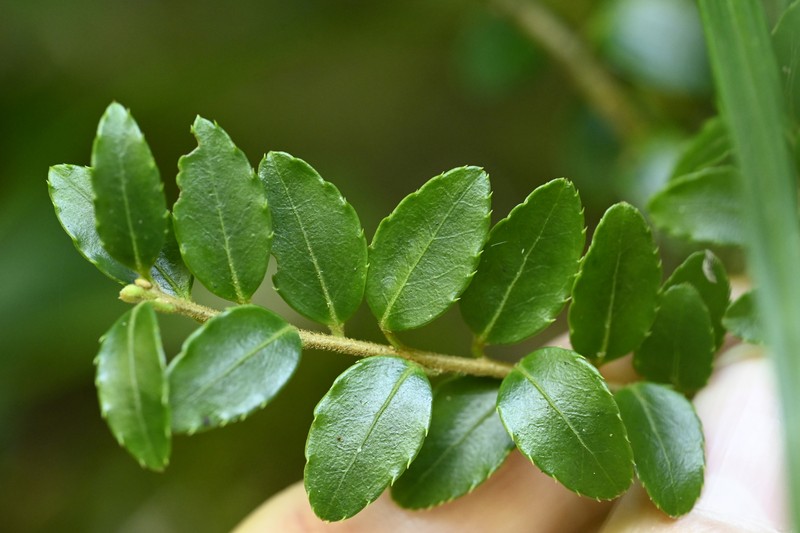 Ilex yunnanensis var. parvifolia photo 2