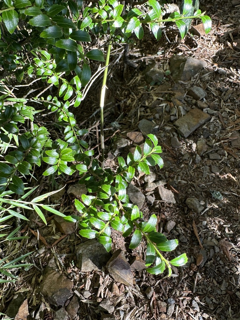 Ilex yunnanensis var. parvifolia photo 3