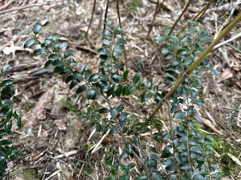 Ilex yunnanensis var. parvifolia photo 4