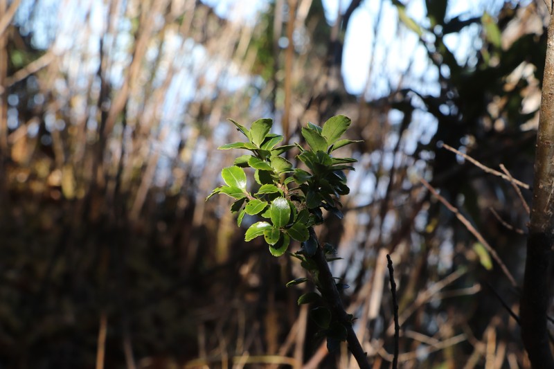 Ilex yunnanensis var. parvifolia photo 5