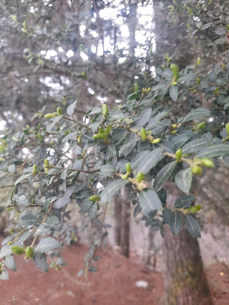 Ilex yunnanensis var. parvifolia photo 6
