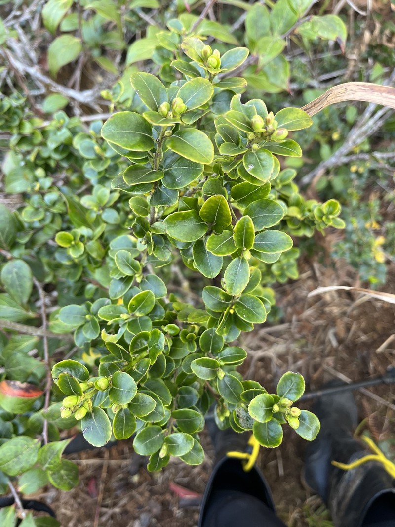 Ilex yunnanensis var. parvifolia photo 7