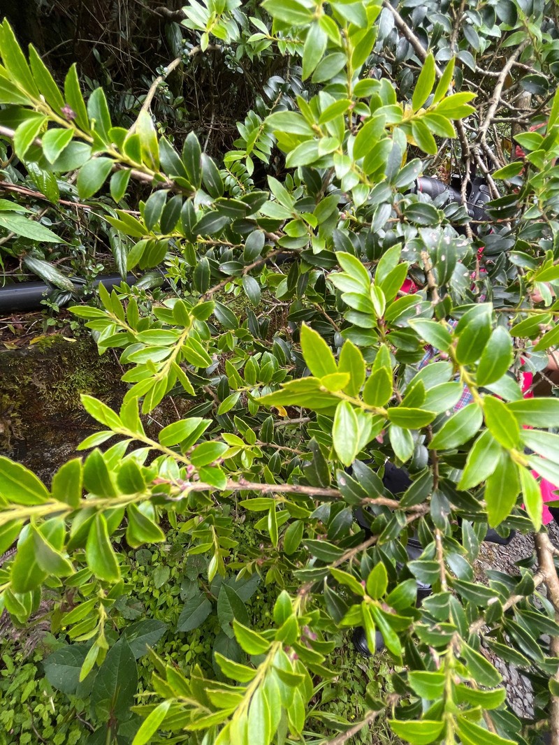 Ilex yunnanensis var. parvifolia photo 8