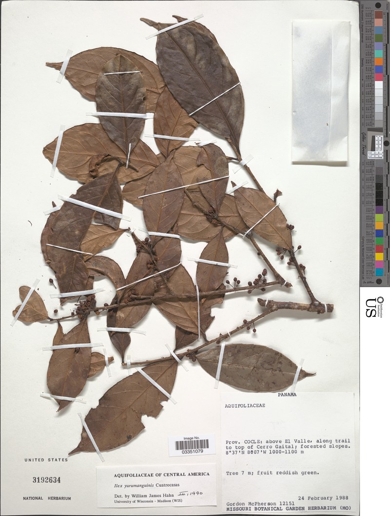 Ilex yurumanguinis