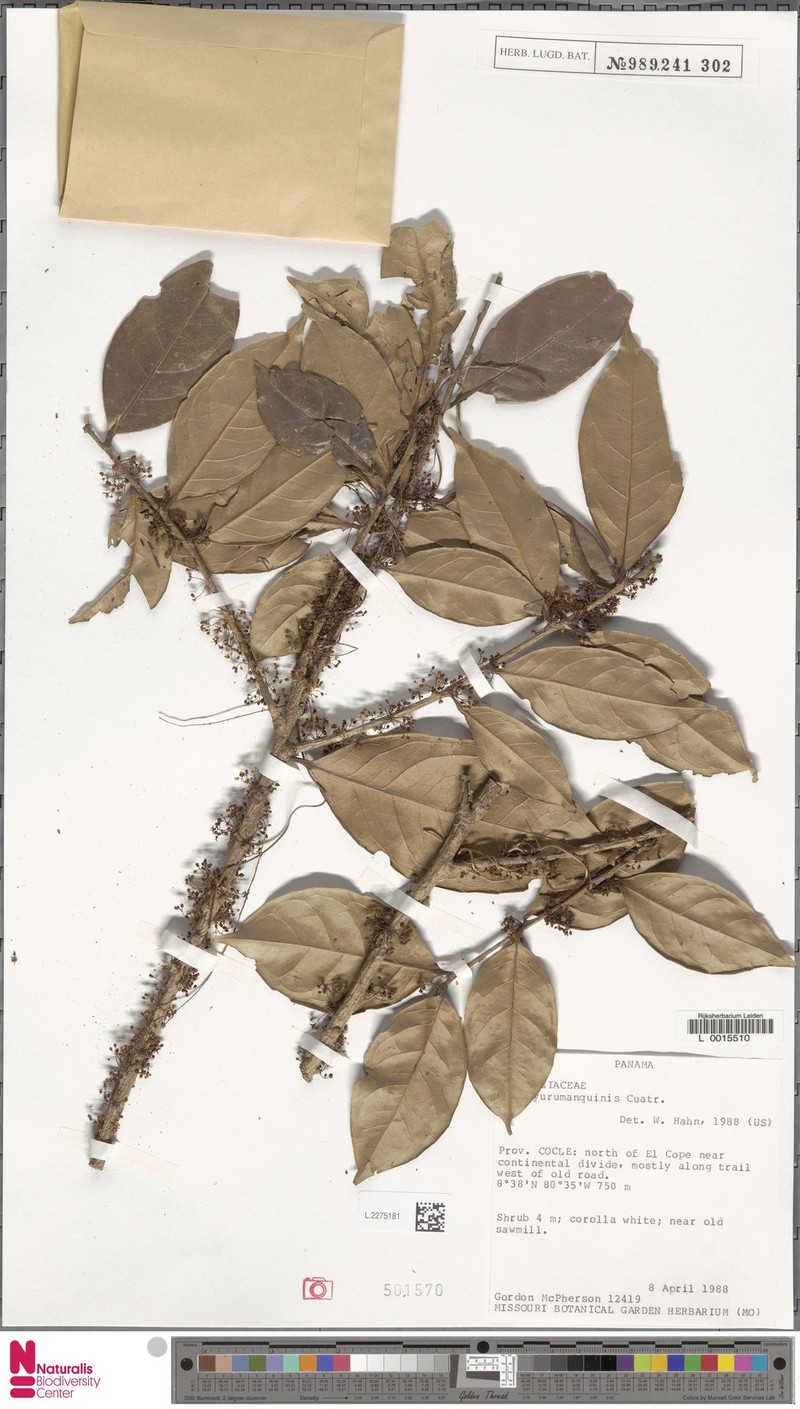 Ilex yurumanguinis photo 2