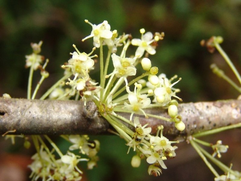 Ilex yurumanguinis photo 3