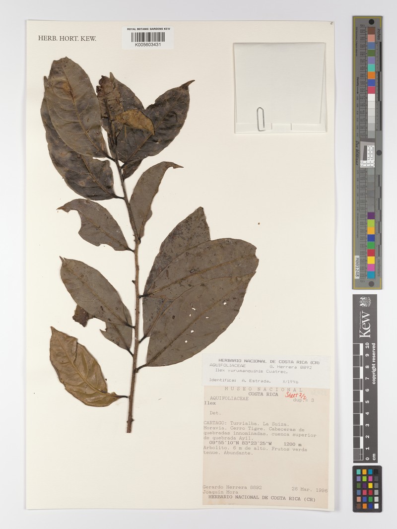 Ilex yurumanguinis photo 4