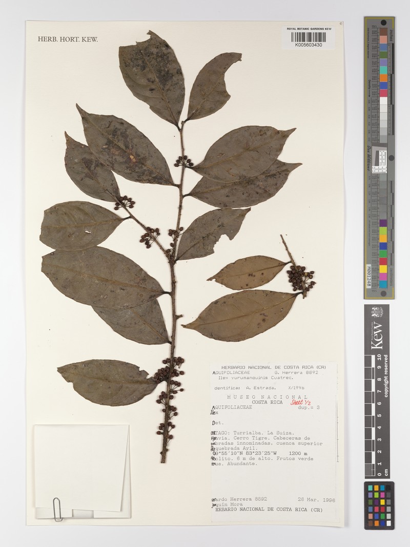 Ilex yurumanguinis photo 5