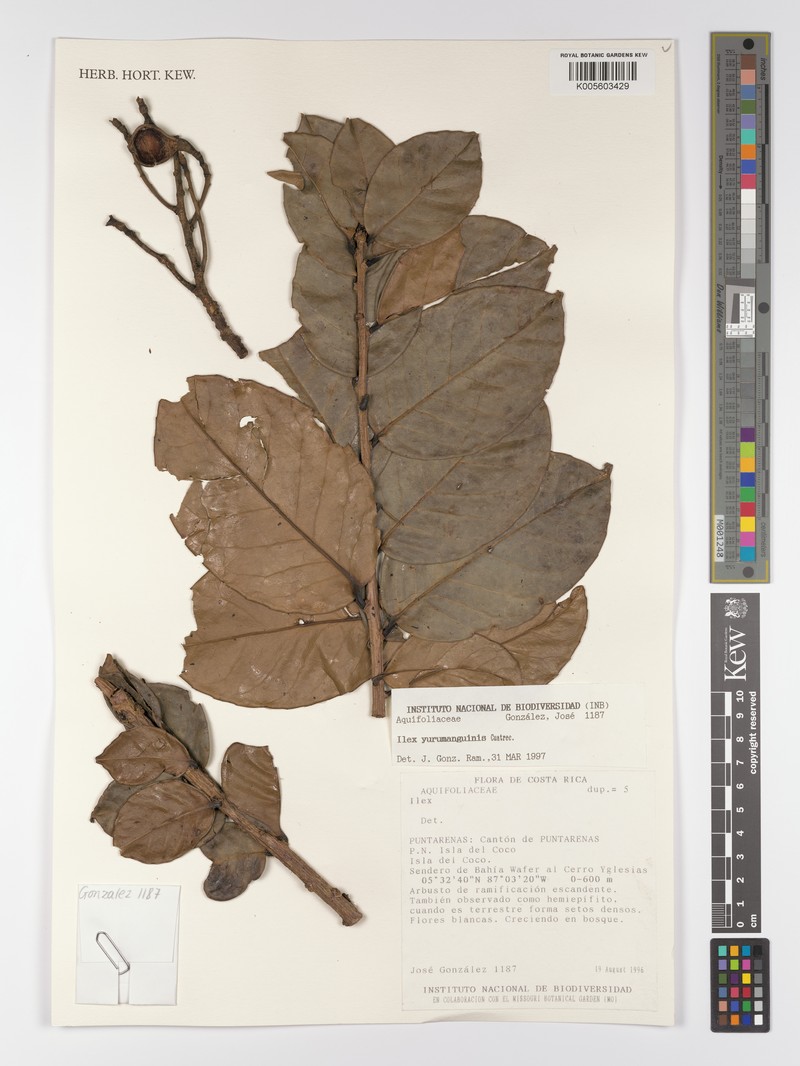 Ilex yurumanguinis photo 6