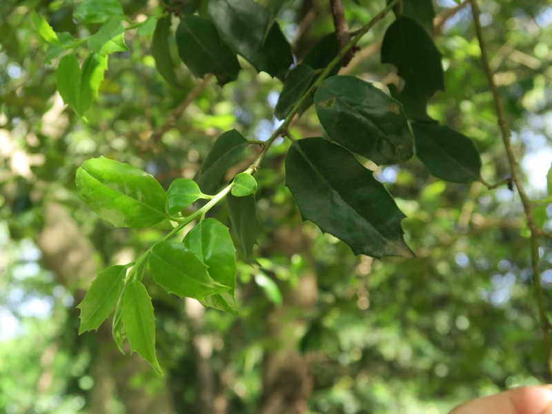 Ilex zhejiangensis