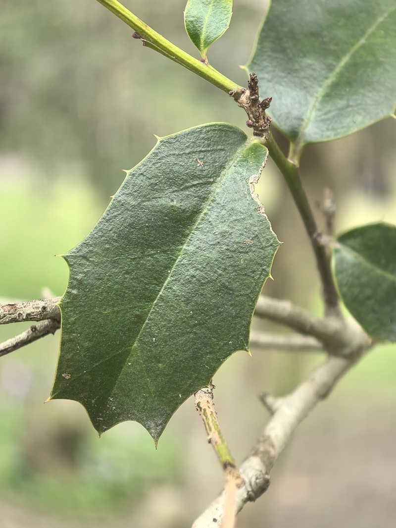 Ilex zhejiangensis photo 2