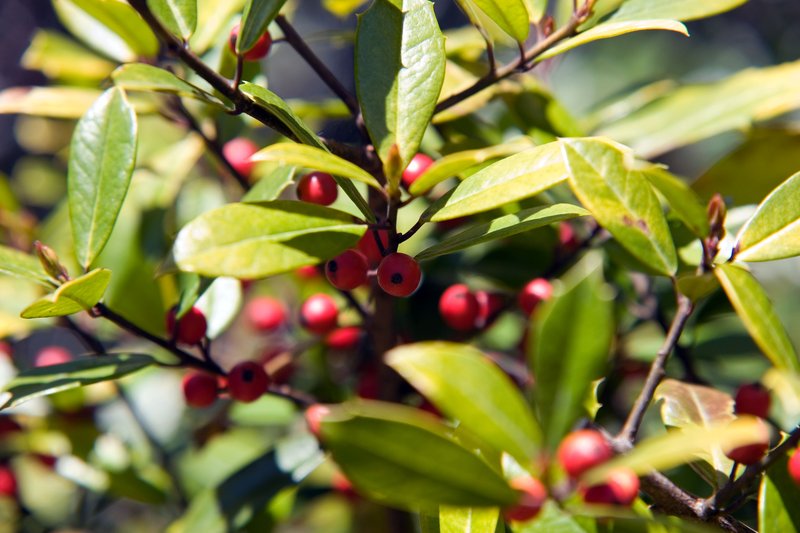 Topal Holly photo 4