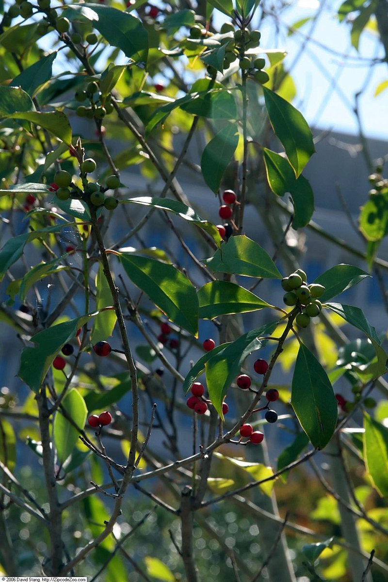 Topal Holly photo 5