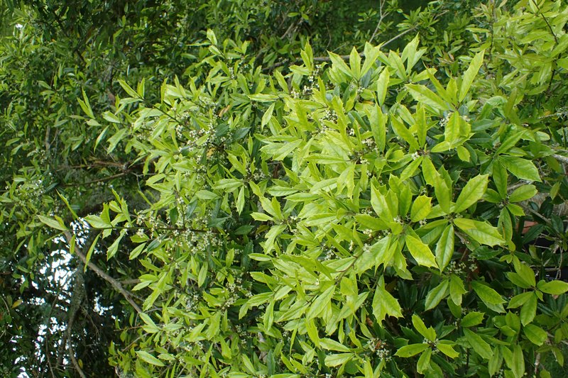 Topal Holly photo 6