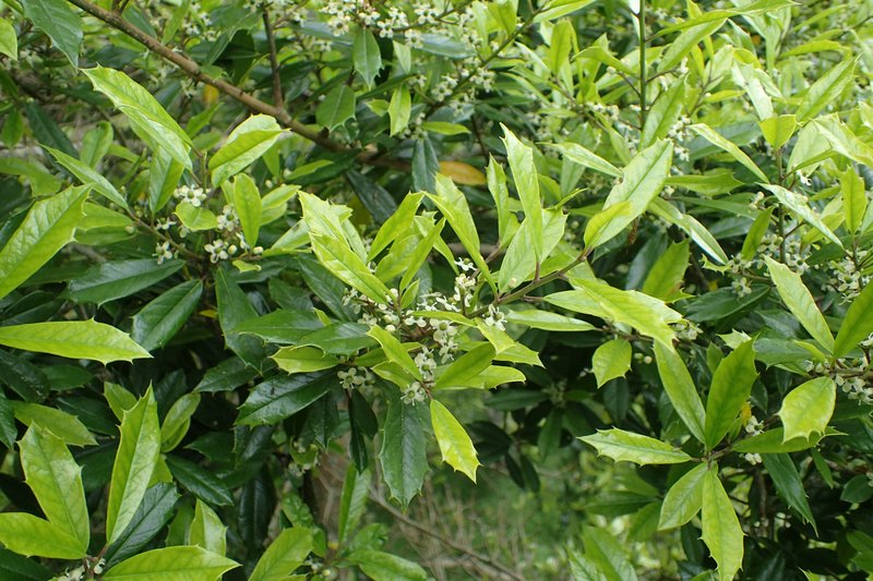 Topal Holly photo 7