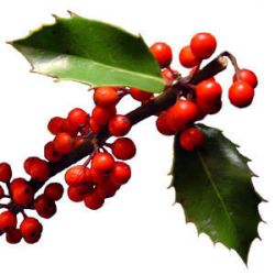 Topal Holly photo 8