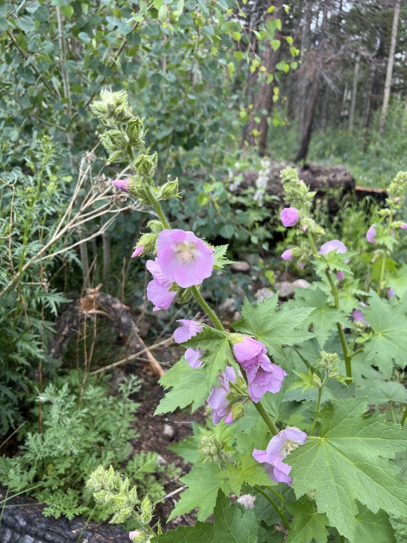 Largeflower Wild Hollyhock photo 3