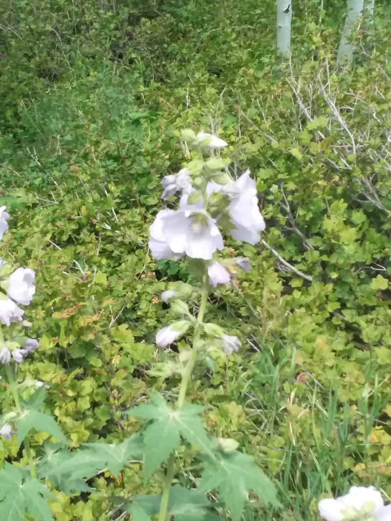 Largeflower Wild Hollyhock photo 5