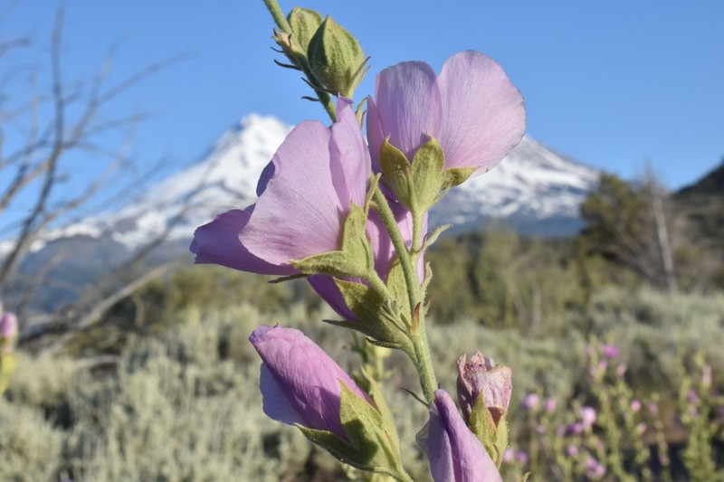Baker's Wild Hollyhock