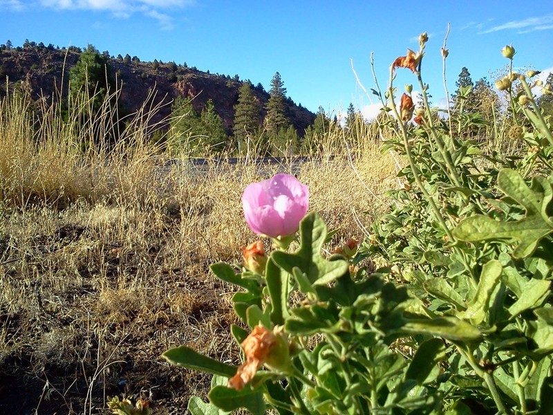 Baker's Wild Hollyhock photo 2
