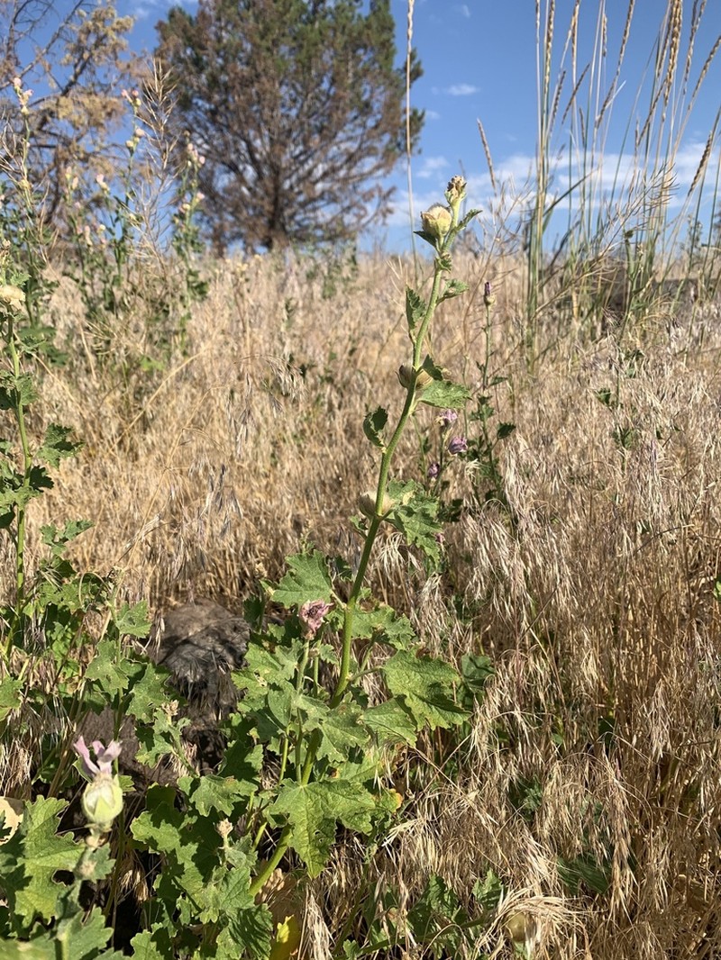 Baker's Wild Hollyhock photo 3