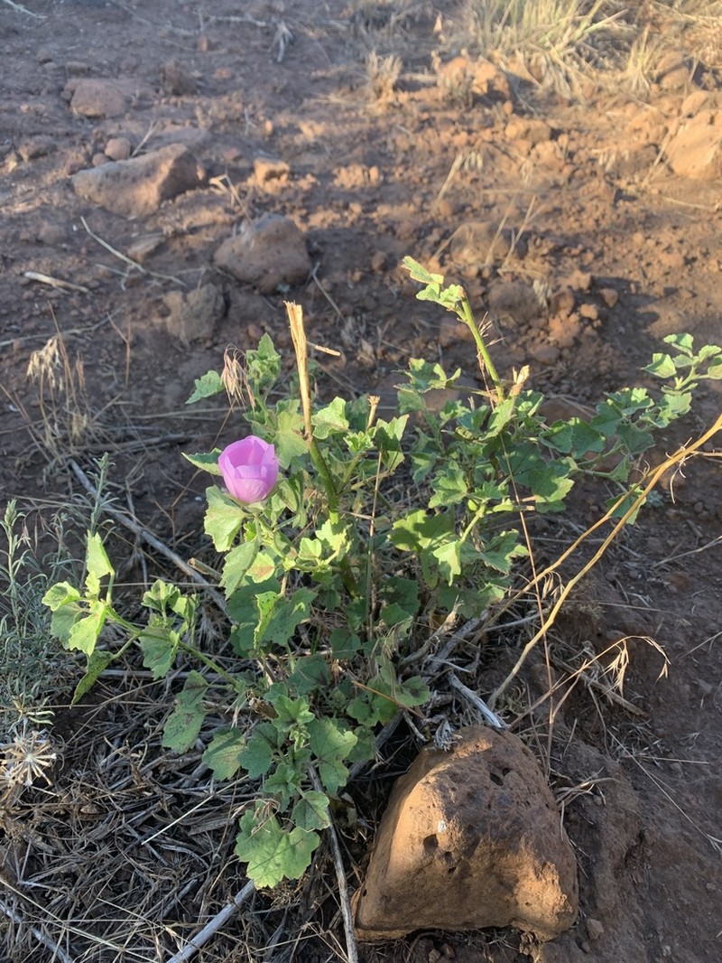 Baker's Wild Hollyhock photo 4